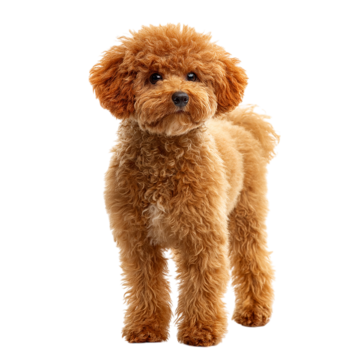 Brown poodle